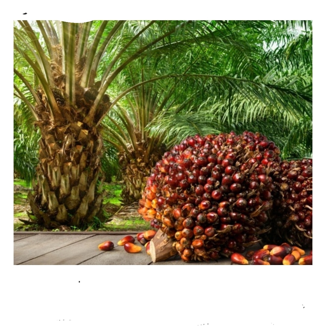 Palm oil